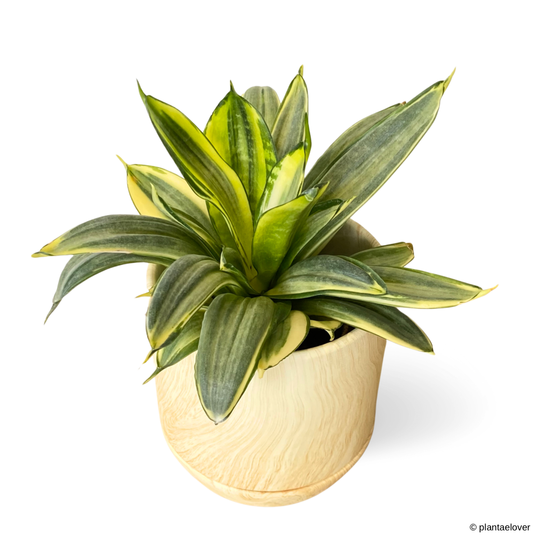 Sansevieria Hahnii Golden in Walnut Pot