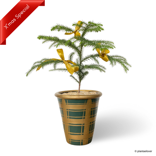 Norfolk Island Pine in Tartan Pot