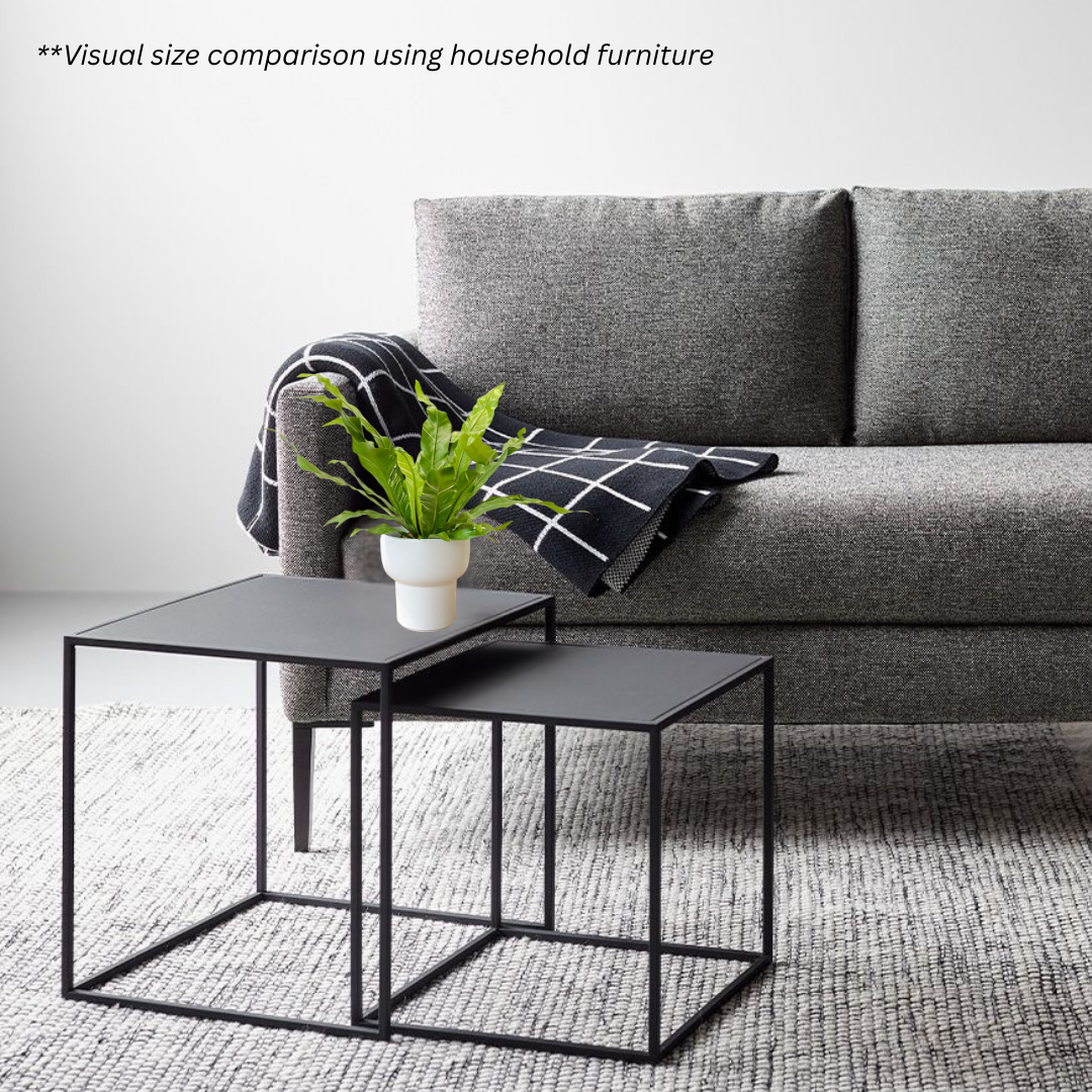 Bird’s Nest Fern Variegata in Dodo Pot