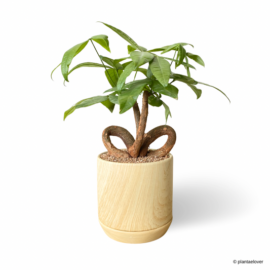 Pachira Aquatica 'QQ' Heart Shape in Walnut Pot