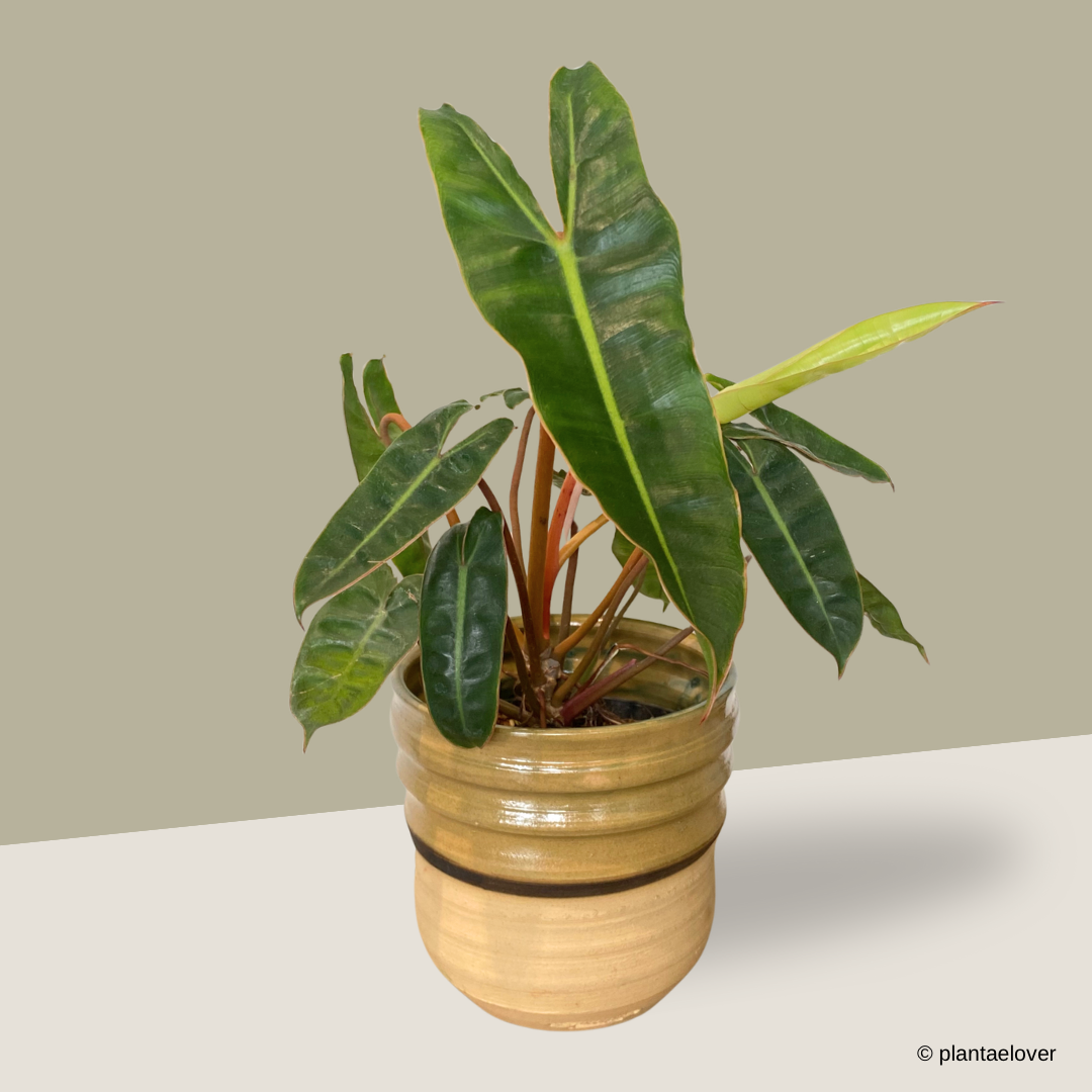 Philodendron Billietiae in Mori Pot