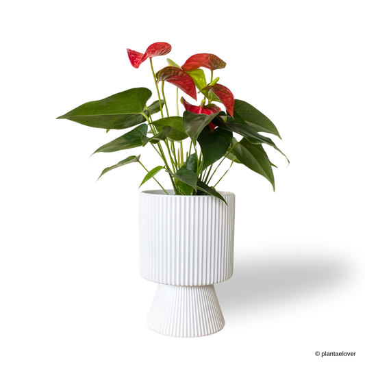 Anthurium Fiancee in Estrella Pot