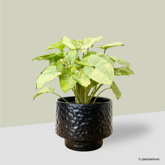 Syngonium Pixie in Moonlight Pot