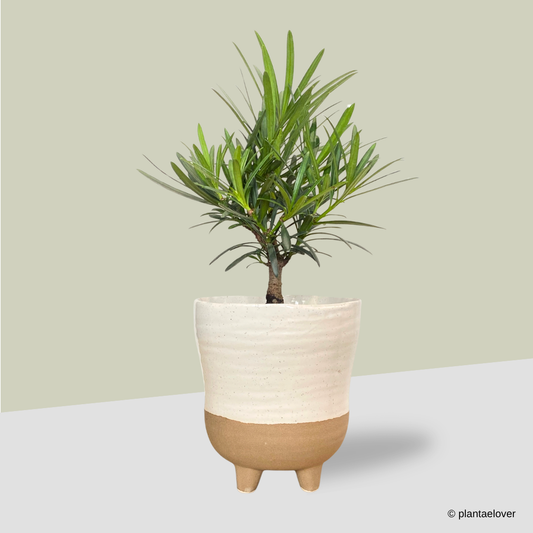 Podocarpus in Dune Pot