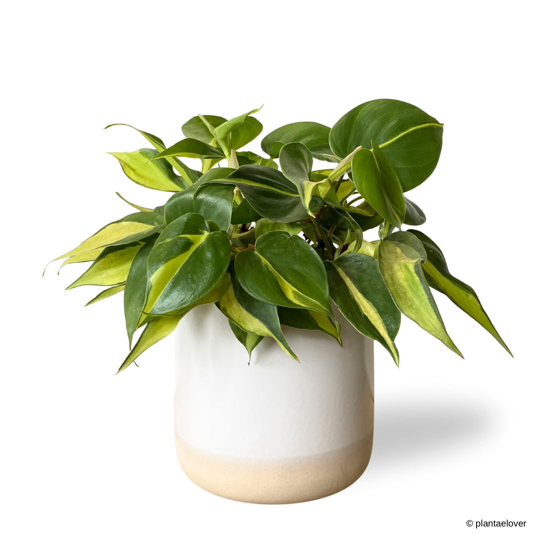 Philodendron Brasil in Moln Pot
