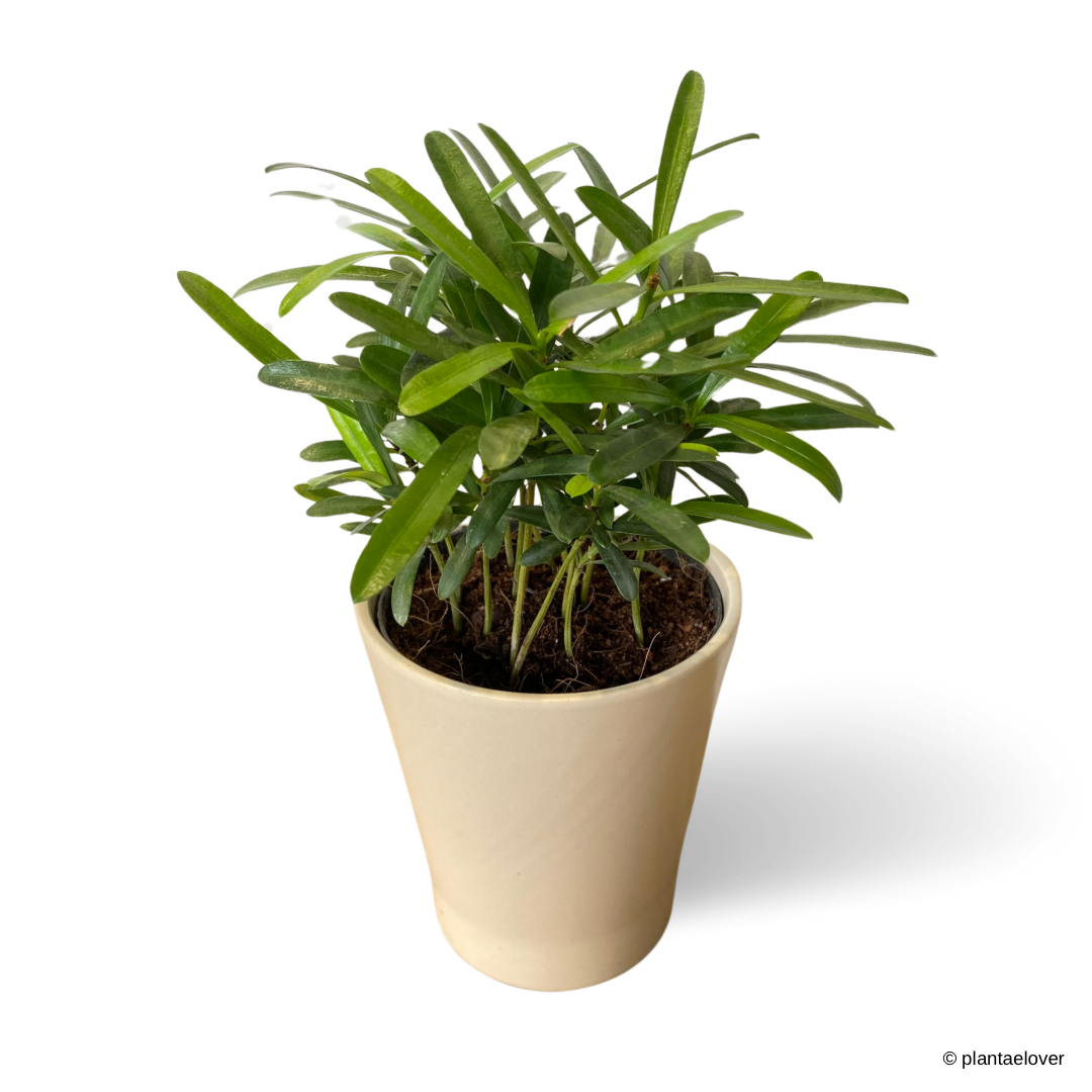 Podocarpus in Slate Pot