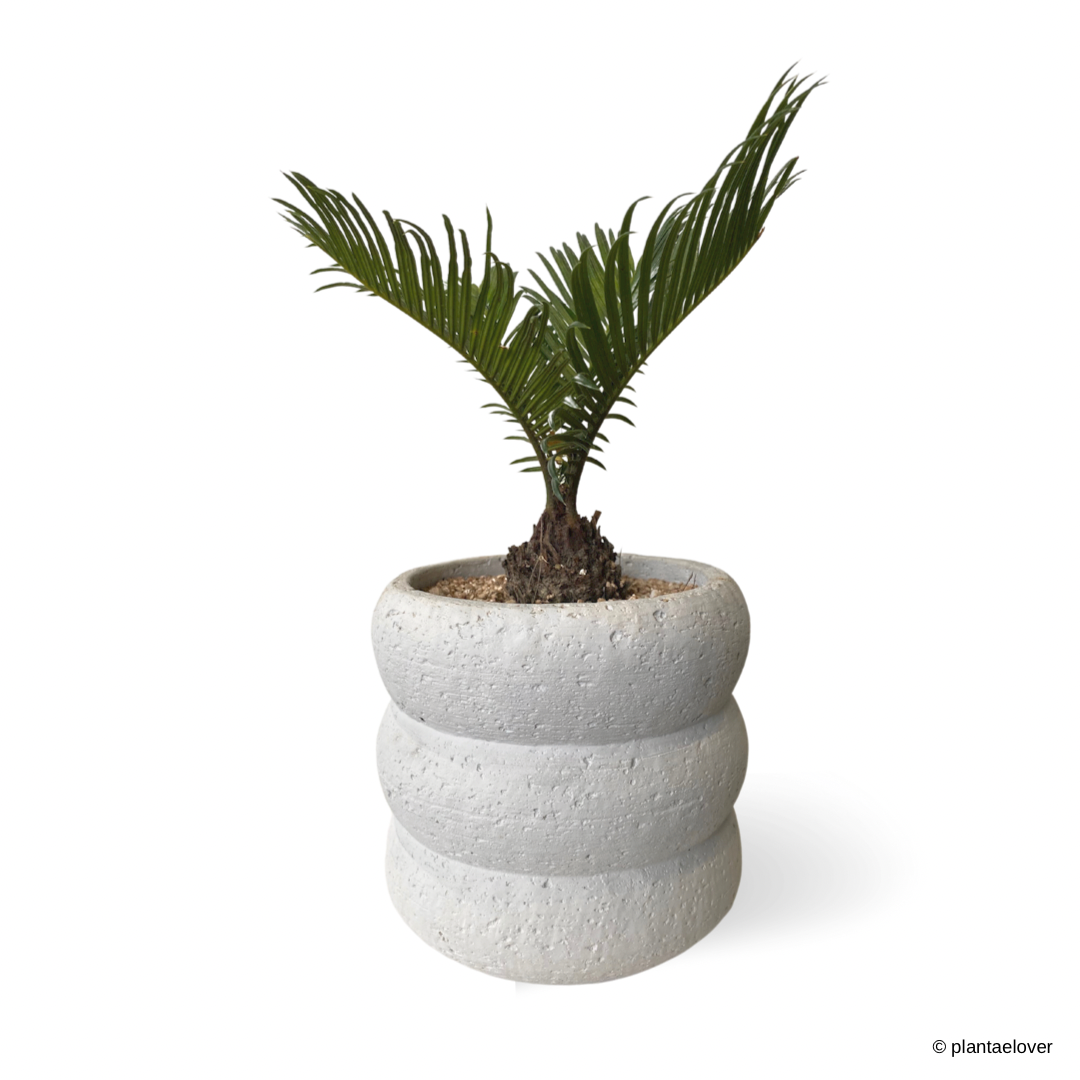 Sago Palm in Bobby Pot