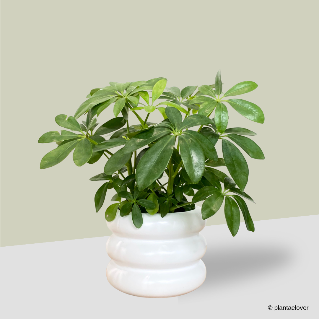 Schefflera Arboricola in Bagel Pot