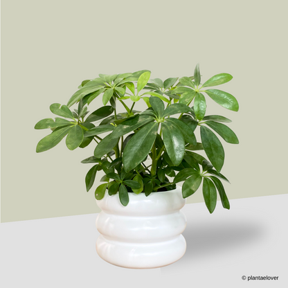 Schefflera Arboricola in Bagel Pot