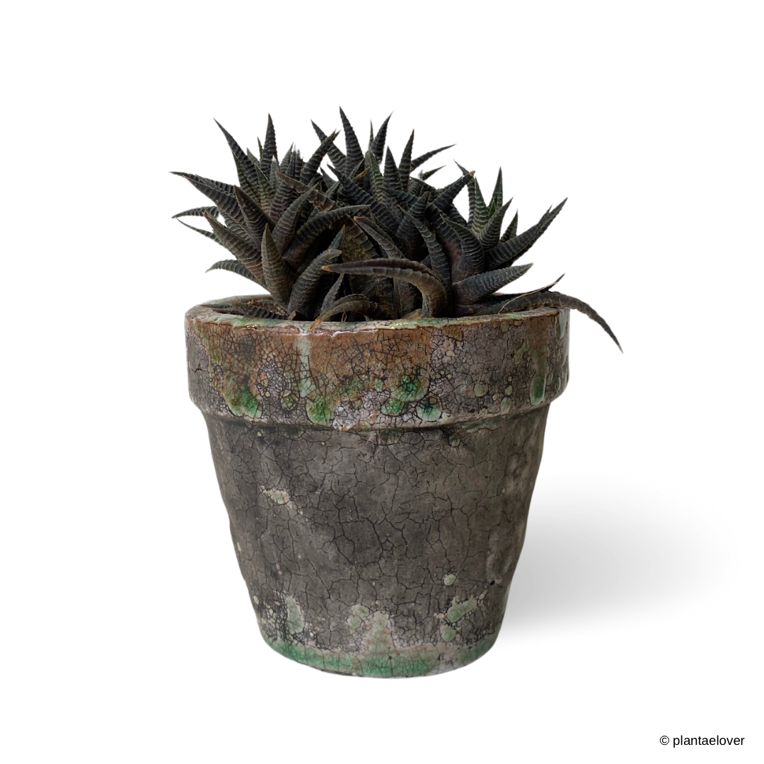 Haworthiopsis Limifolia in Glaze Pot