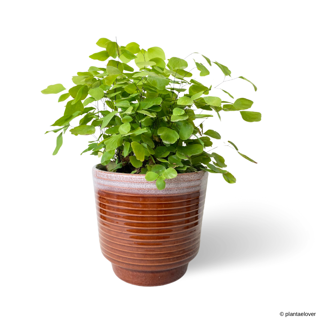 Maidenhair Fern in Tawny Pot