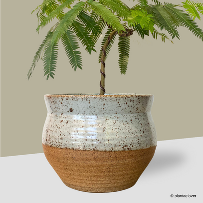 Japanese Everfresh Tree in Brownstone Pot