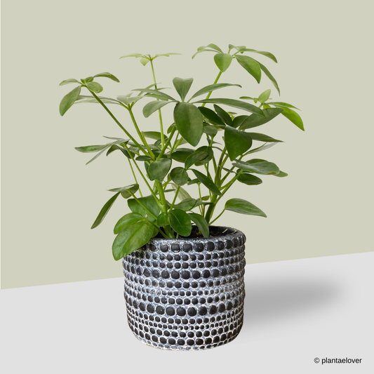 Schefflera Arboricola in Charcoal Pot