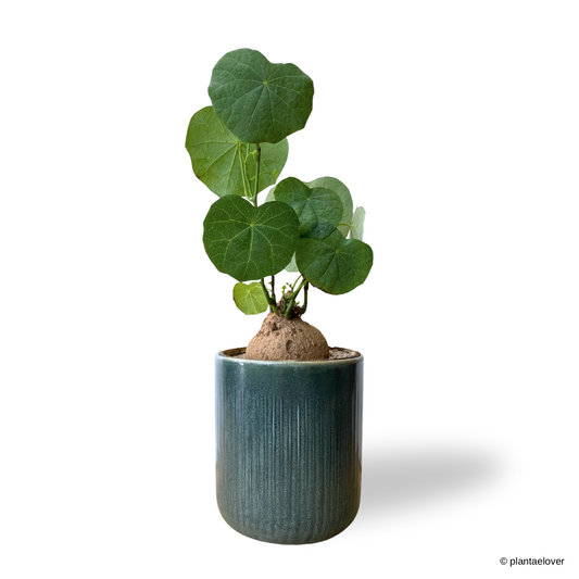 Stephania Erecta in Emerald Pot