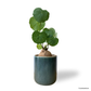 Stephania Erecta in Emerald Pot
