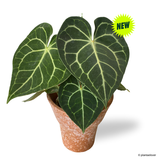 Anthurium Clarinervium in Sahara Pot