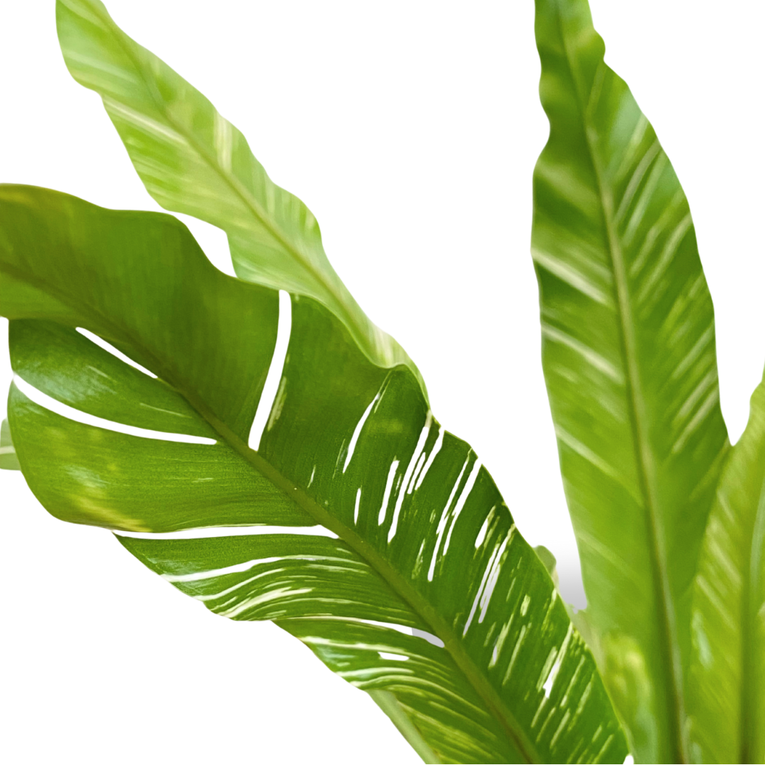 Bird’s Nest Fern Variegata in Float Pot