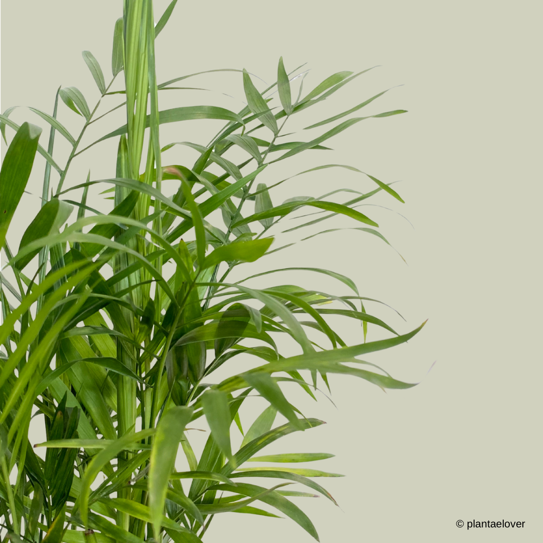 Bamboo Palm in Crepe Pot