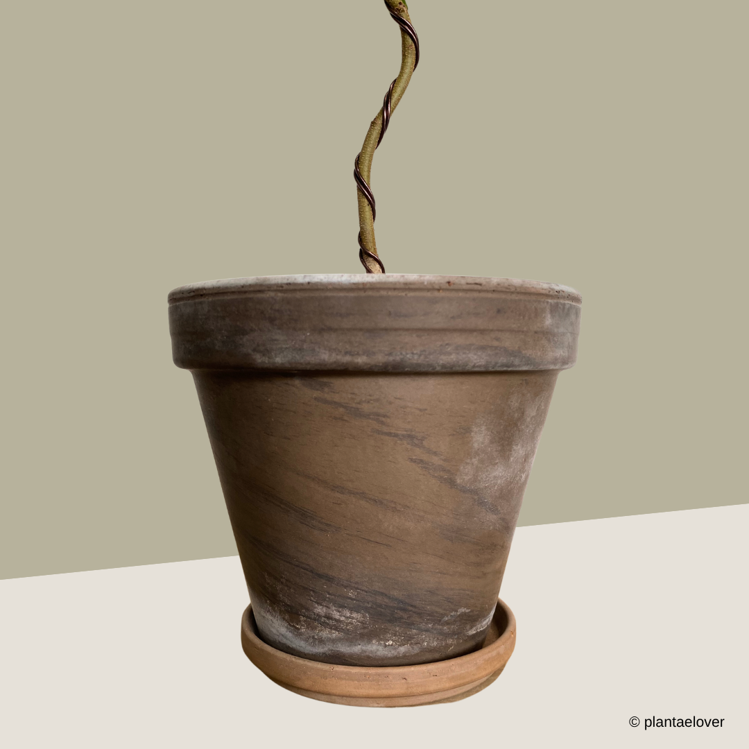 Japanese Everfresh (Bonsai) in SPANG Pot