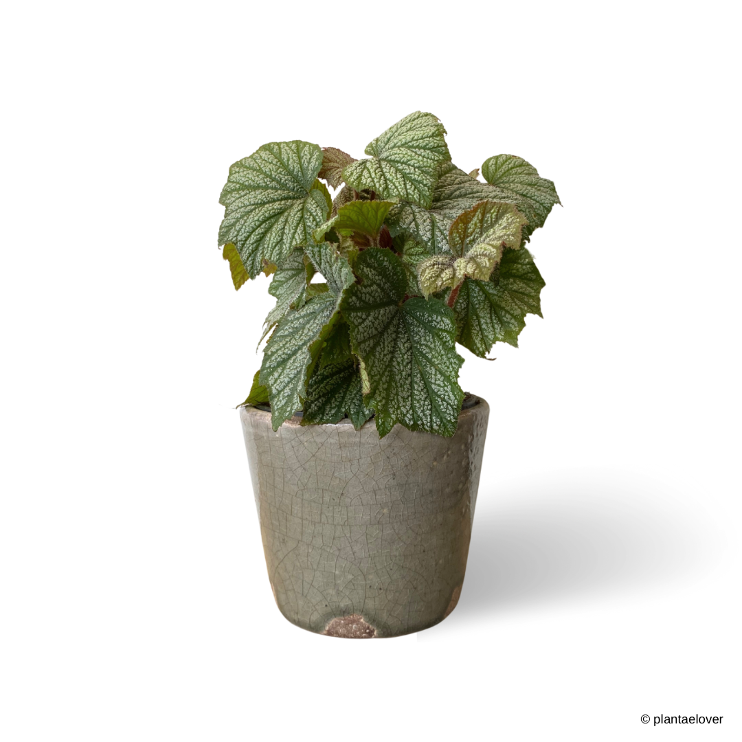 Begonia Rex in Chimichurri Pot