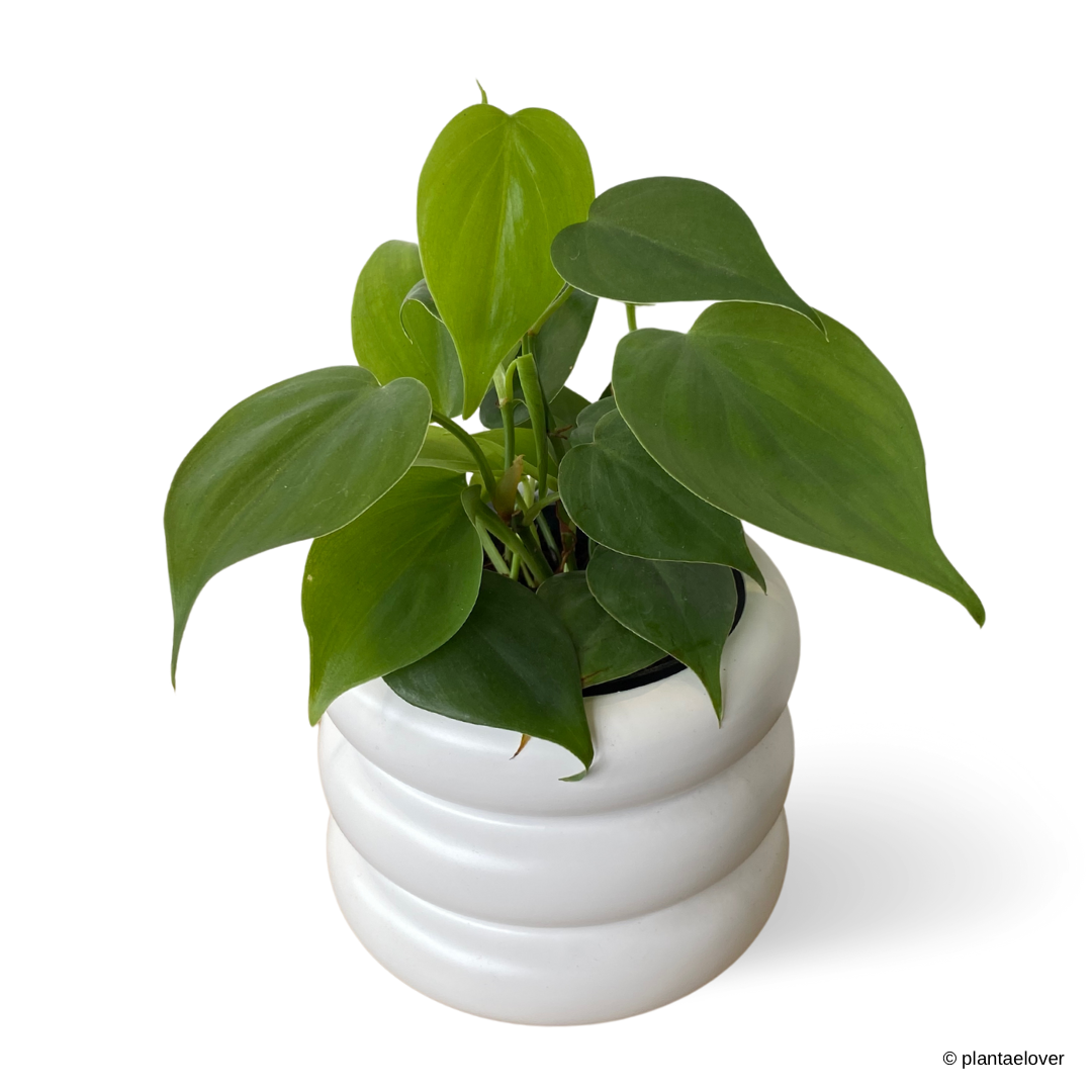 Philodendron Heartleaf in Bagel Pot