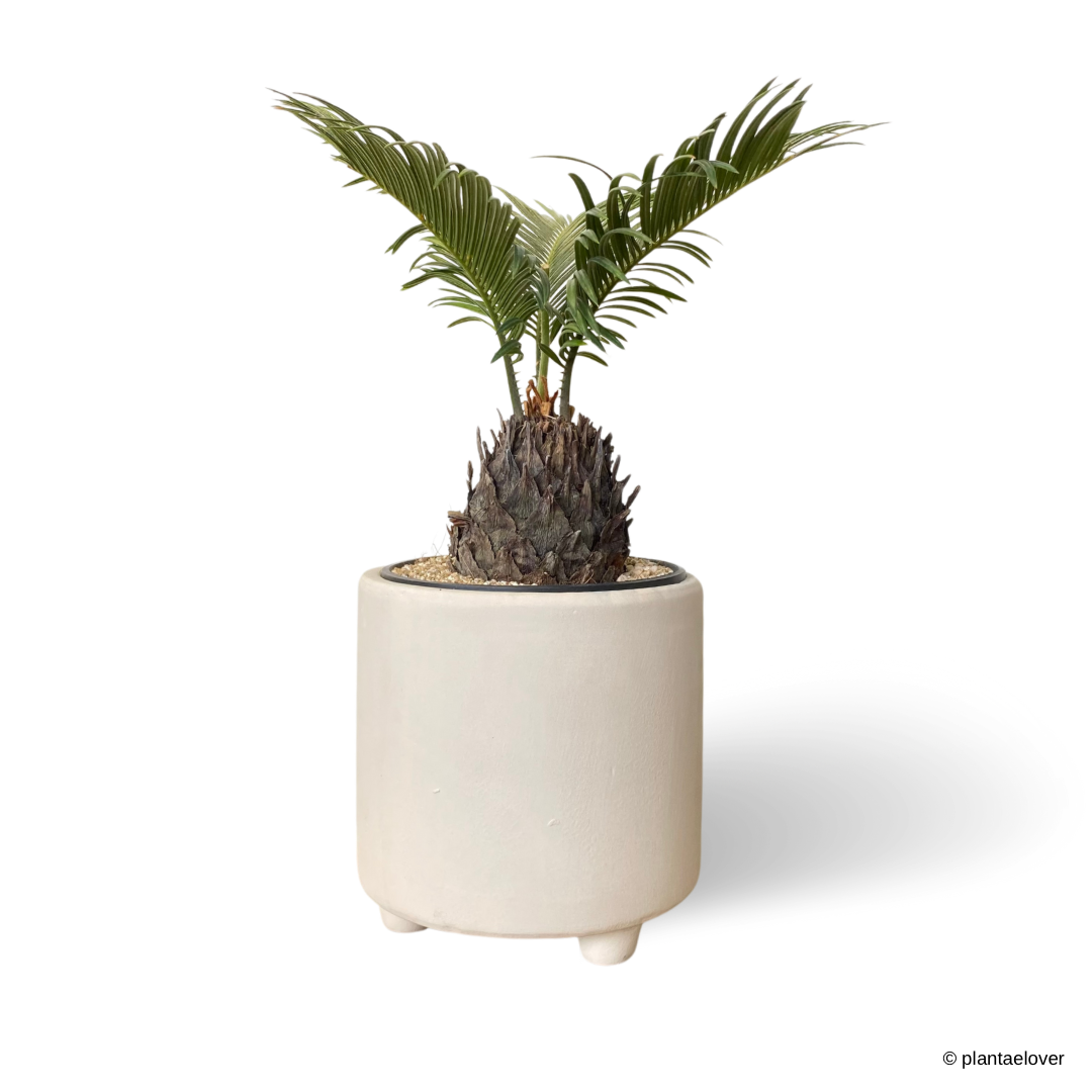 Sago Palm in Powder Pot