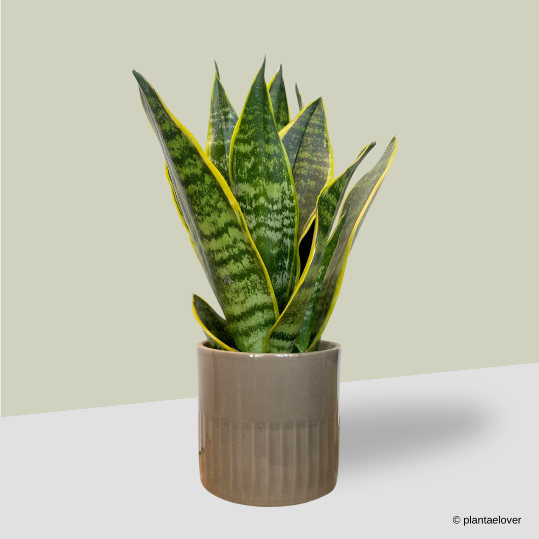 Sansevieria Superba in Griege Pot