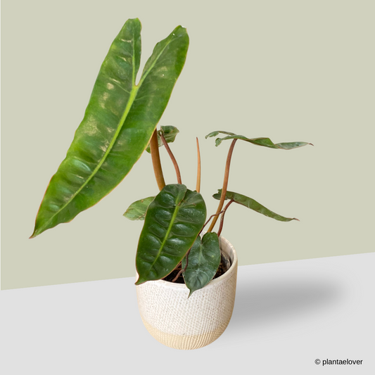 Philodendron Billietiae in Squama Pot