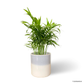 Bamboo Palm in Frost Pot