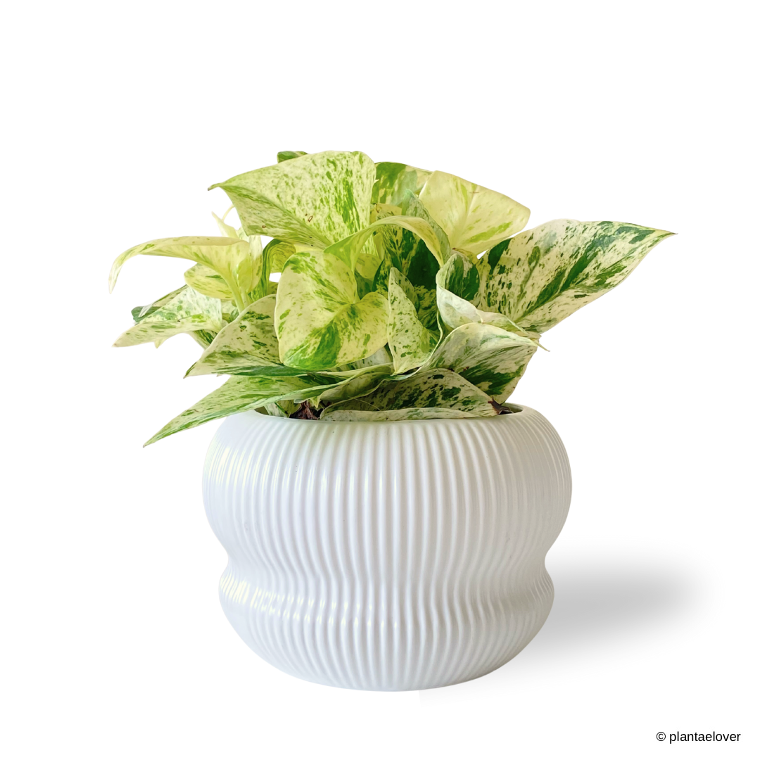 Marble Queen Pothos in Laguna Pot