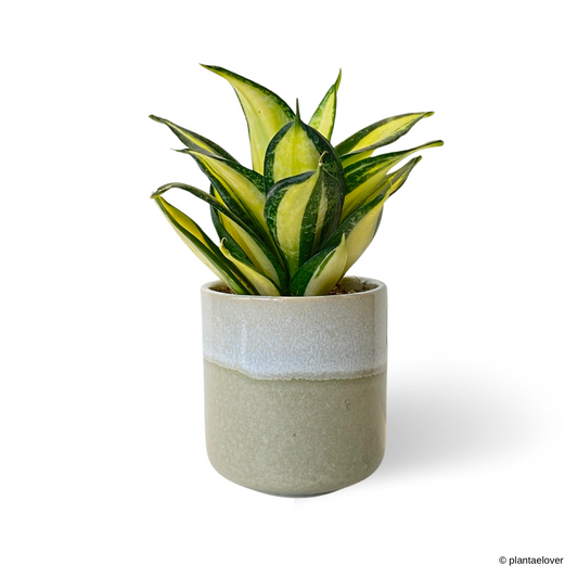 Sansevieria Hahnii Citrine Star in Basil Pot