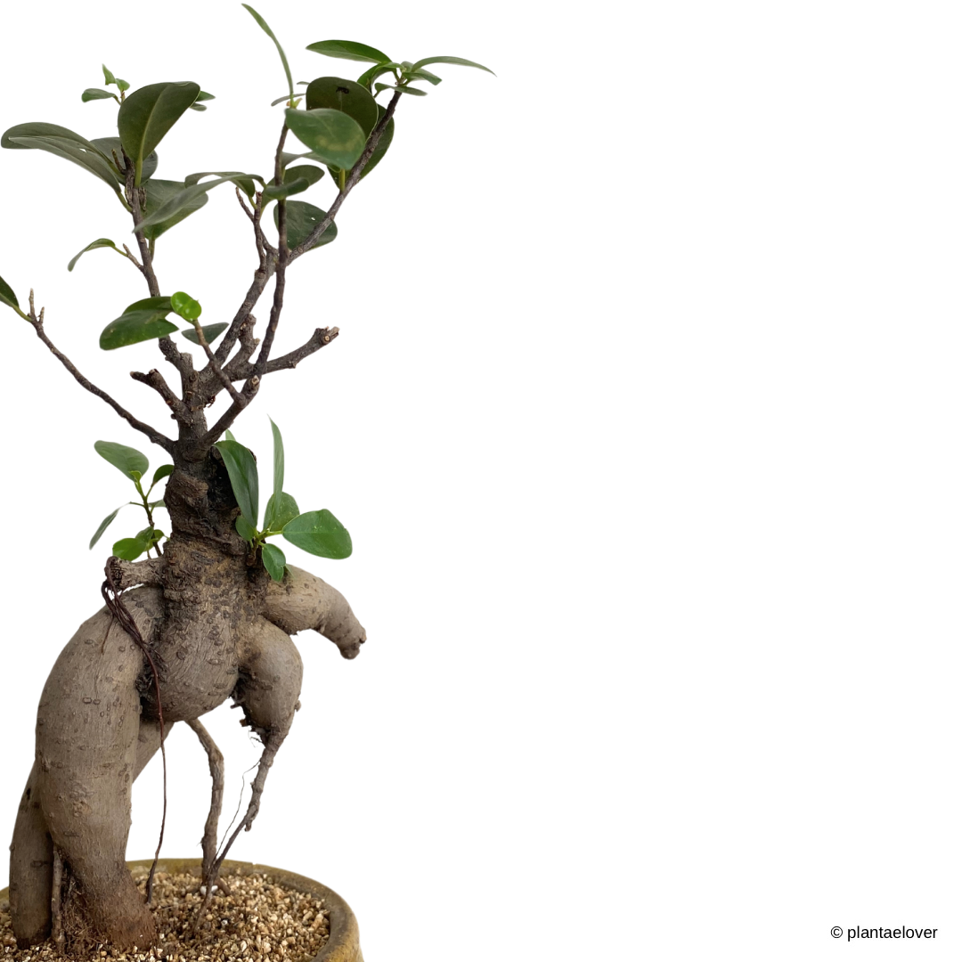 Ficus Retusa in Burlywood Pot