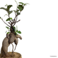 Ficus Retusa in Burlywood Pot