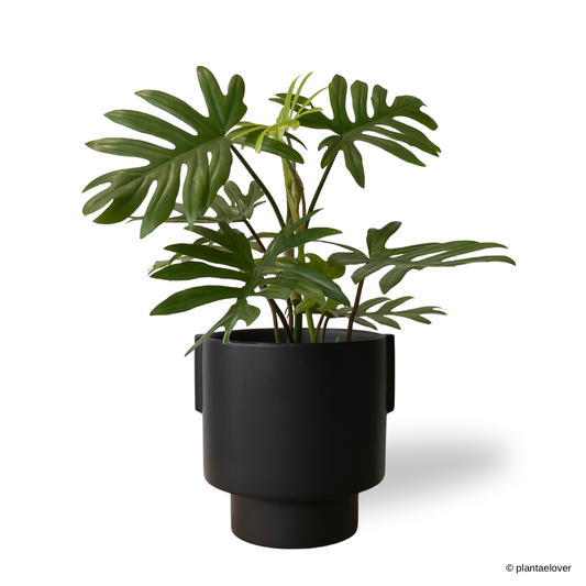 Philodendron Bipinnatifidum in Podium Pot