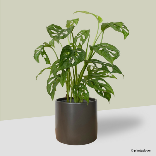 Monstera Adansonii in Space Pot