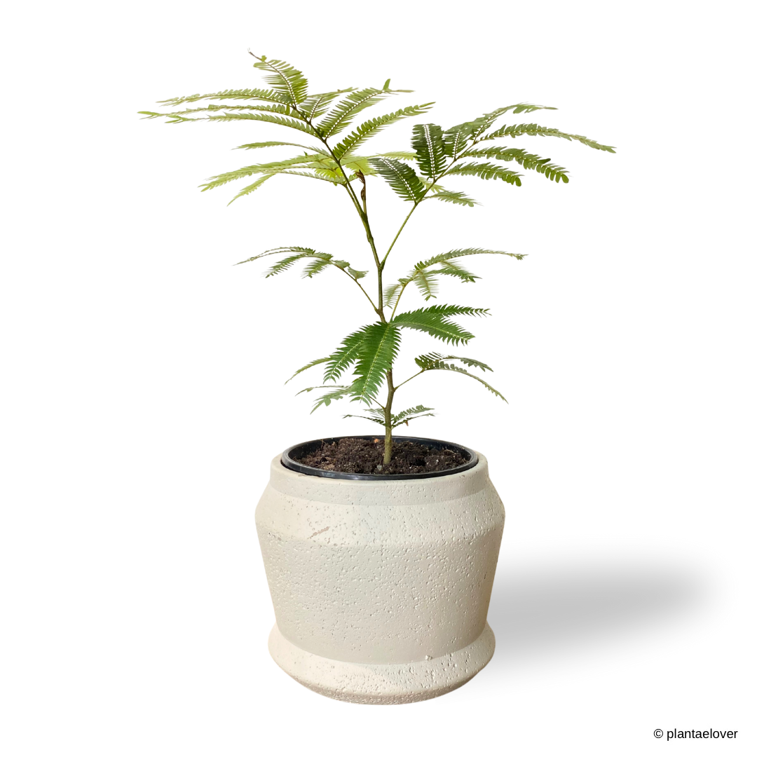 Japanese Everfresh Tree in Graphite Pot