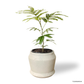 Japanese Everfresh Tree in Graphite Pot
