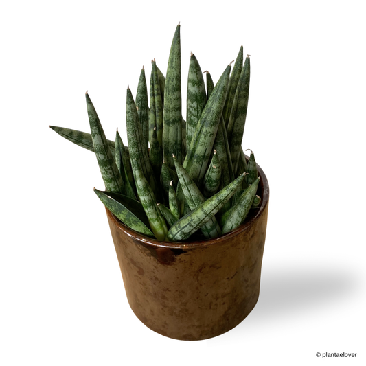 Sansevieria Cylindrica in Cooper Pot