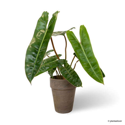 Philodendron Billietiae in SPANG Pot