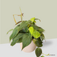 Philodendron Mican in Rosewood Pot