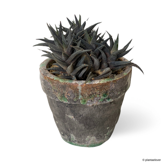 Haworthiopsis Limifolia in Glaze Pot