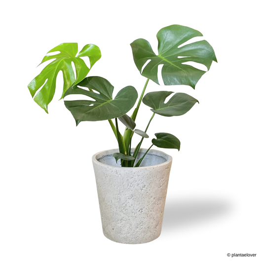 Monstera Deliciosa in Moon Pot