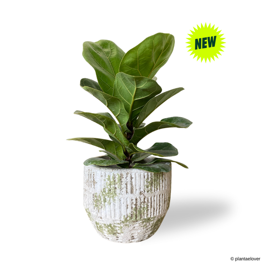 Ficus Lyrata in Willow Pot