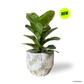 Ficus Lyrata in Willow Pot