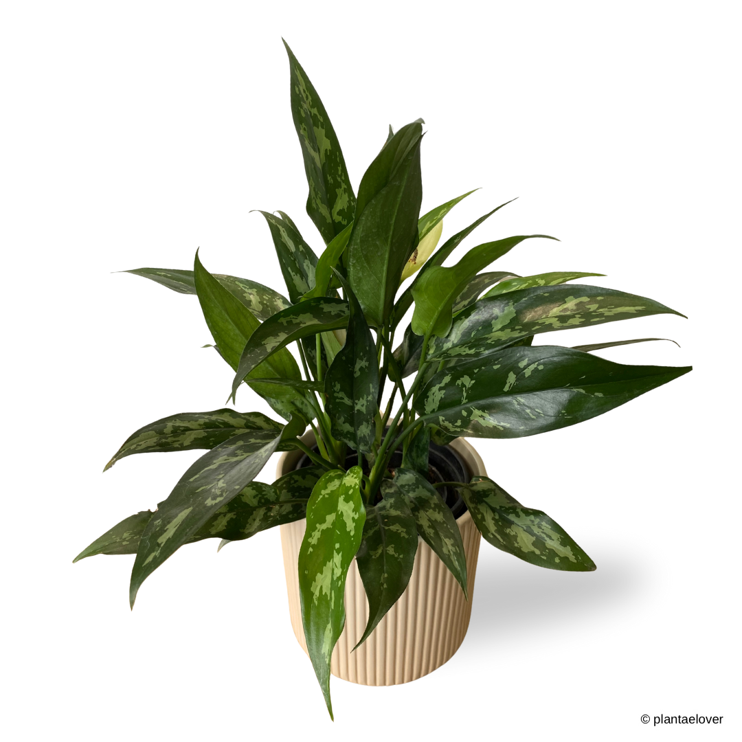 Aglaonema Maria in Cylindrica Pot
