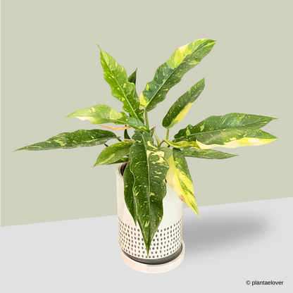 Philodendron Ring Of Fire in Dove Pot