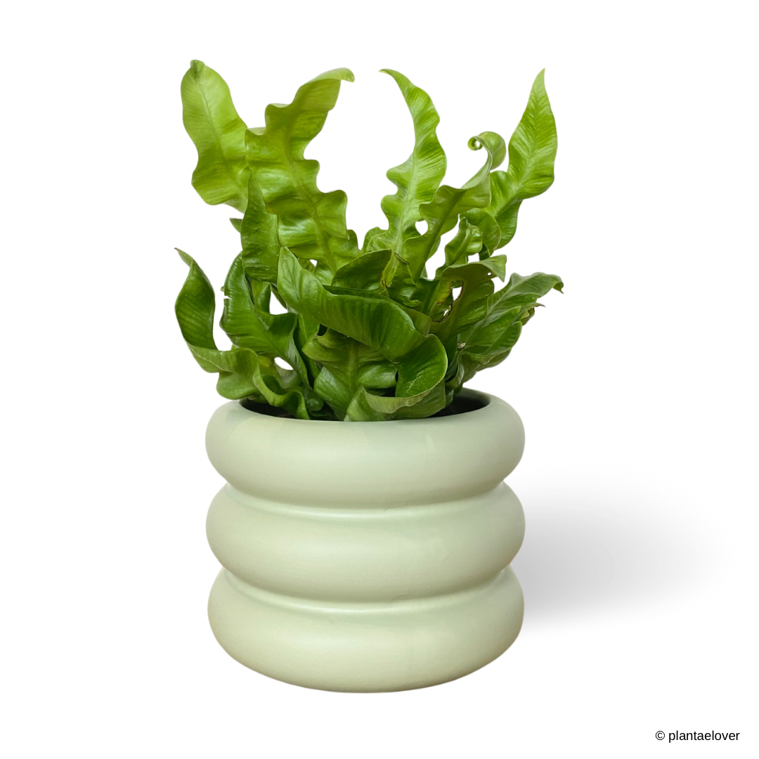 Crispy Wave Fern in Bagel Pot