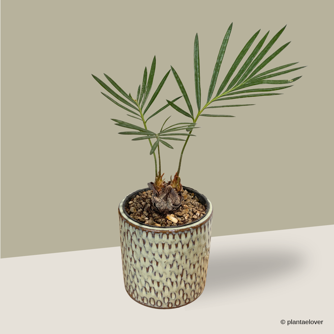 Sago Palm in Bark Pot