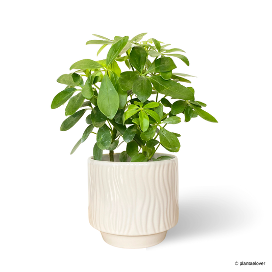 Schefflera Arboricola in Airy Pot