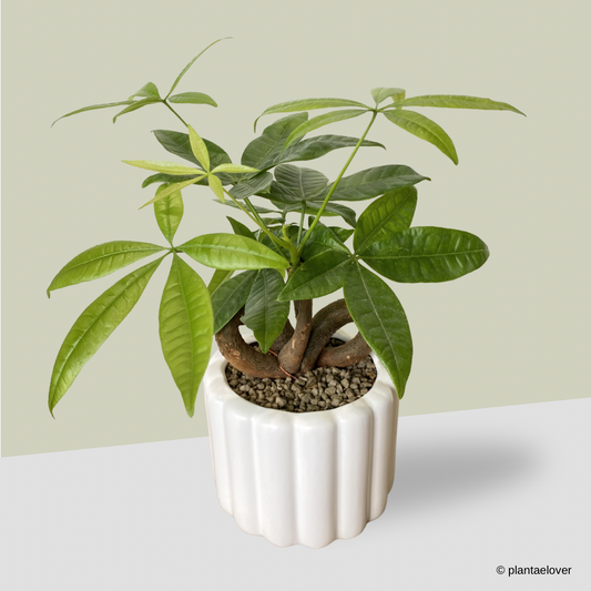 Pachira Aquatica 'QQ' Heart Shape in Eclairs Pot